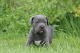 CANE CORSO 1267